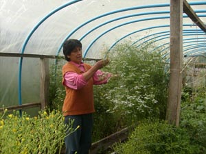 Prácticas Orgánicas