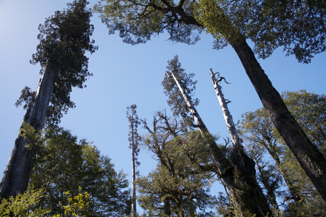 Alerces en el Parque Nacional Hornopirén